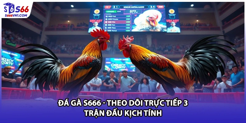 Đá Gà S666 - Theo Dõi Trực Tiếp 3 Trận Đấu Kịch Tính